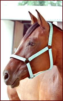 Gala - Bayerisches Warmblut ist ein ausgebildetes Dressurlehrpferd