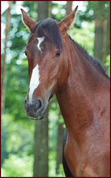 Lavinia - Achtal-Trekkiner Partbred ist unser Nachwuchs