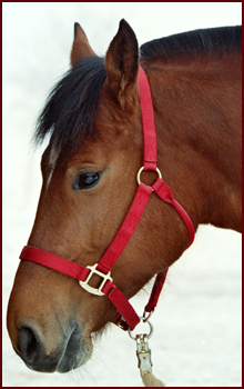 Leonie Freiberger, geduldiges Anf&auml;ngerpferd