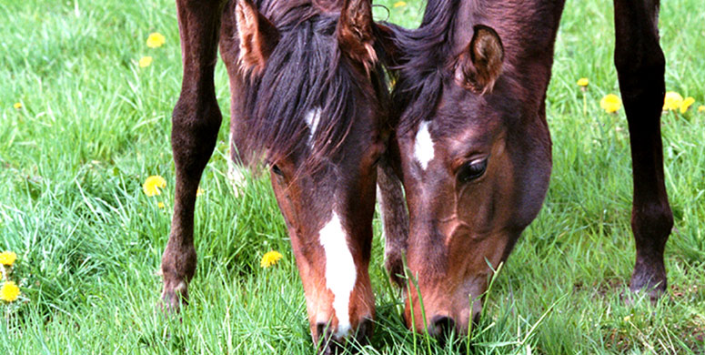 Kontaktdaten zur Reitschule Nessi Reichert
