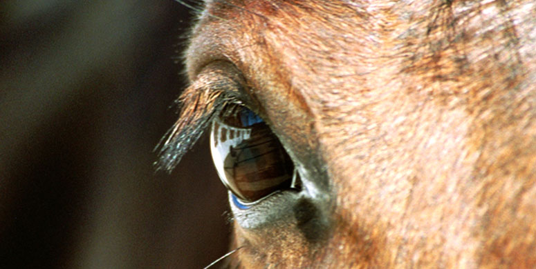 Philosophie und Hintergrund f&uuml;r das Reiten lernen und die Reitschule