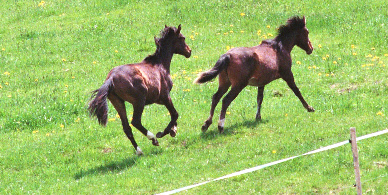 Preise f&uuml;r Reitunterricht, Dressurreiten und Reitschule