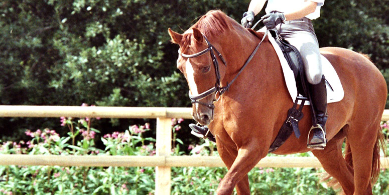 Reitkurse f&uuml;r Kinder, Ferienkurse f&uuml;r Kinder und Pers&ouml;nlichkeitstraining mit Pferden